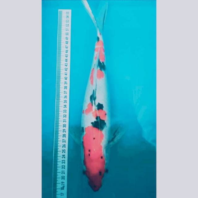 Sanke 36 cm