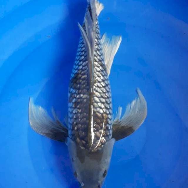 KUMPAY UCHIBA 46CM