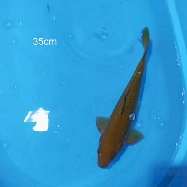 Cagoi tembaga 35 cm