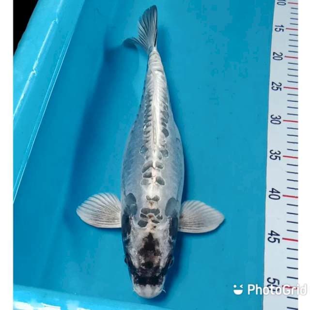 Koko 35cm
