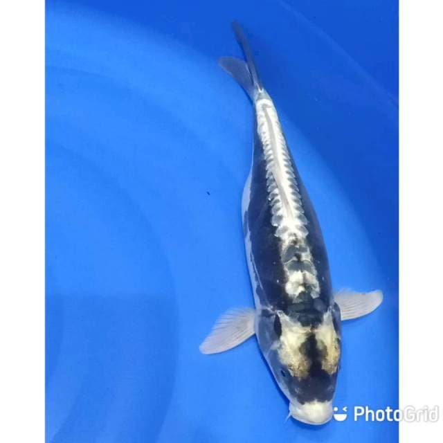 Black Kabuto 35cm