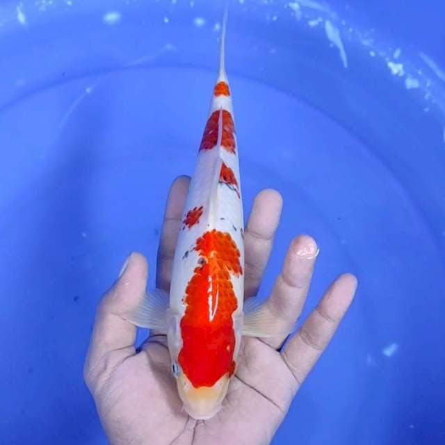 1. Kanoko Sanke || 25 cm || Jantan 