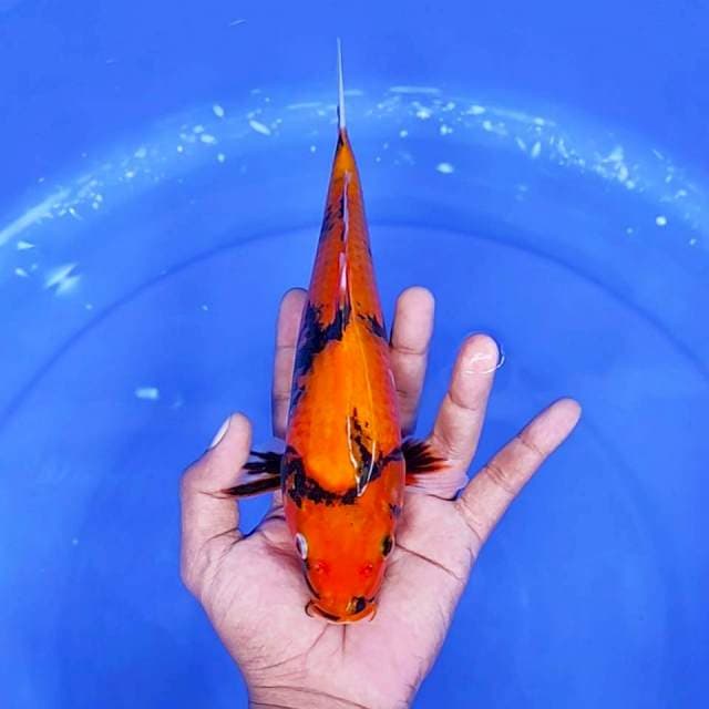 4. Hi Showa || 25 cm