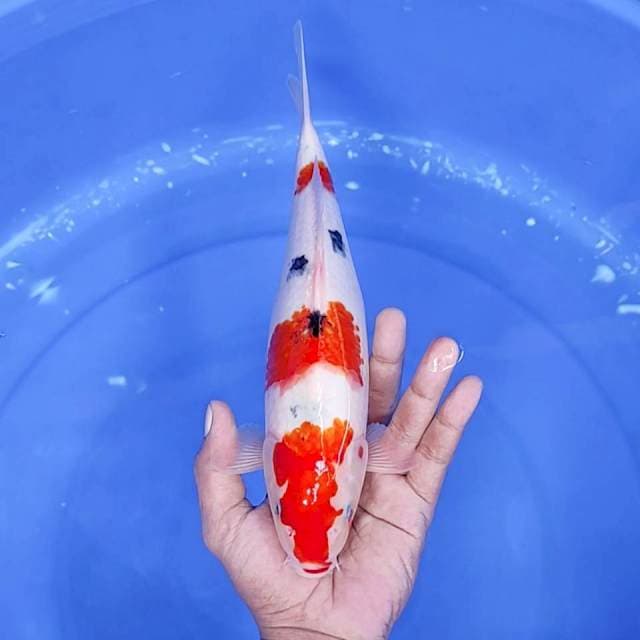 5. Sanke || 29 cm