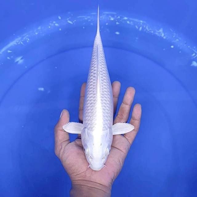 8. Platinum || 27 cm