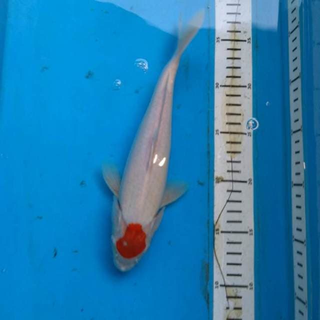 Original Tancho Kohaku