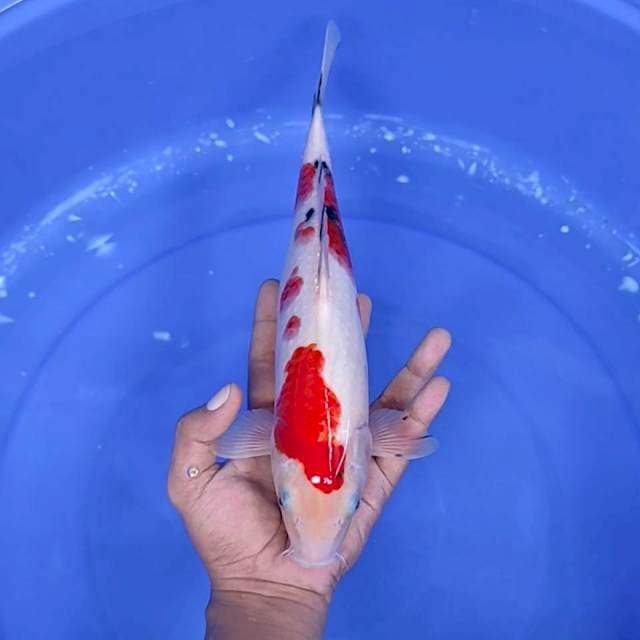 12. Sanke || 32 cm