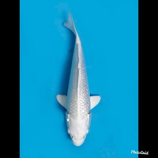 21cm Male , Platinum Full Ginrin