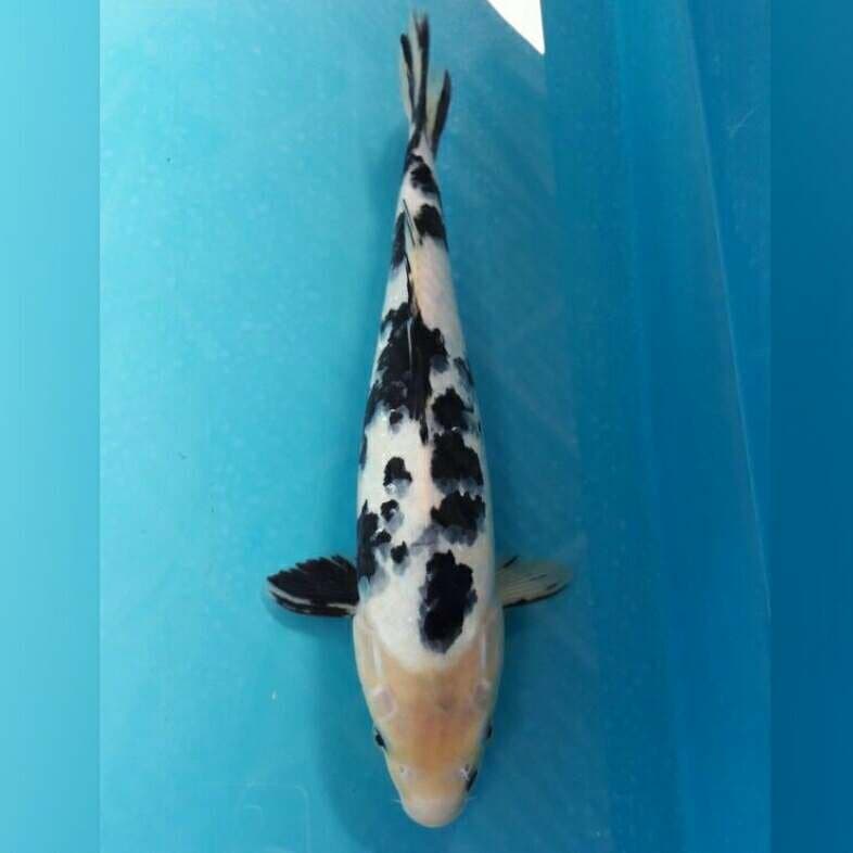 BEKKO JAGUAR