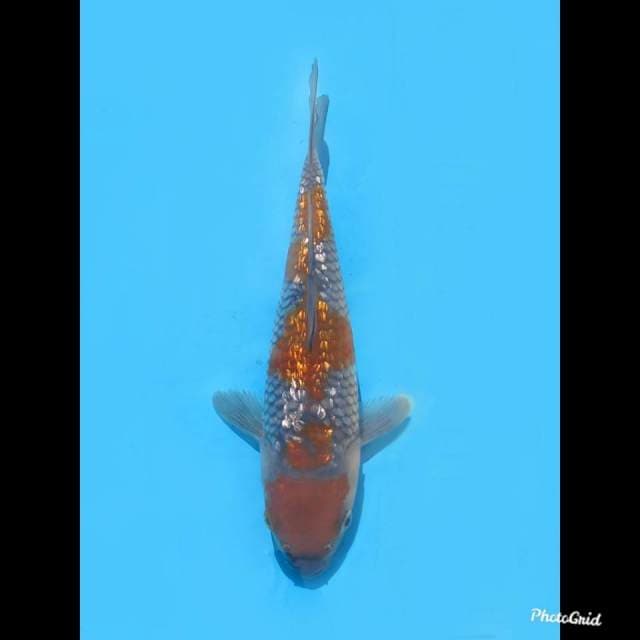 23cm male , Ochiba Ginrin Ori