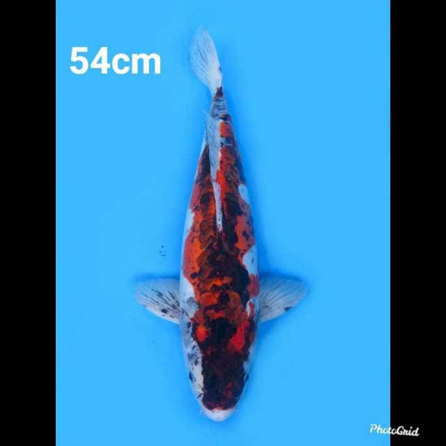 54cm Male , Jumbo !! Super Antik