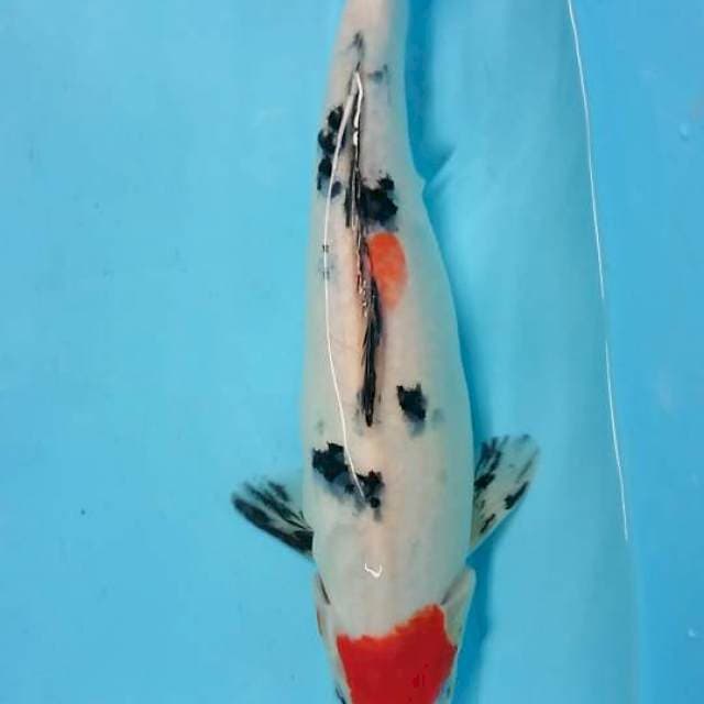 ori 35 Tancho Sanke