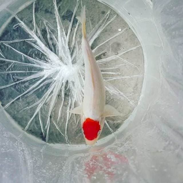 TANCHO 28CM