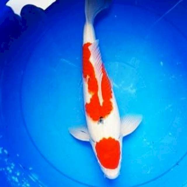 40CM Sanke Original