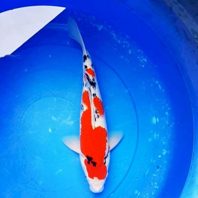 40CM Sanke Good Skin
