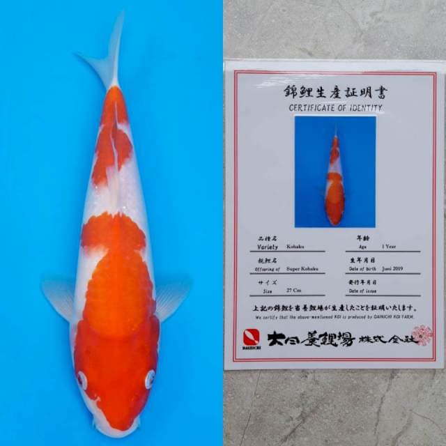 dainichi kohaku 30cm serty