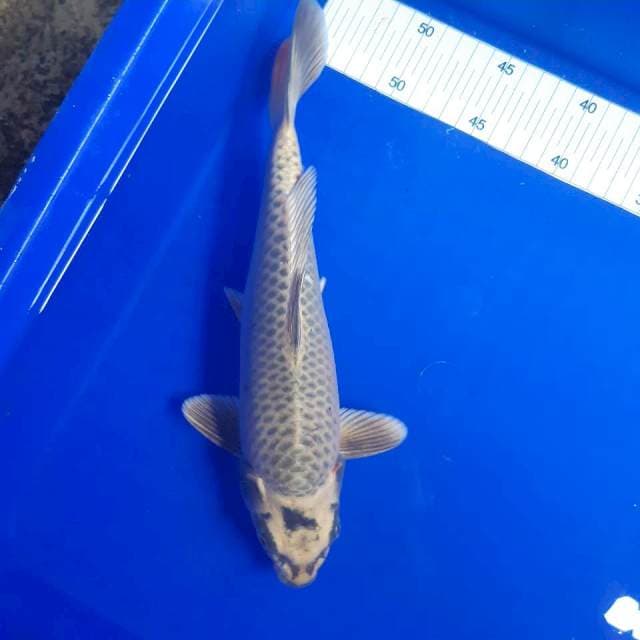 Mukasi bulky 30 cm