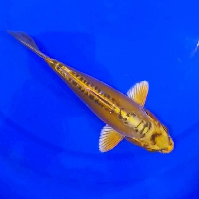KAWARIMONO 23CM...๐๐ป