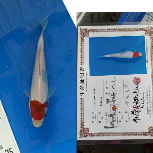 Tancho showa ISA koi farm