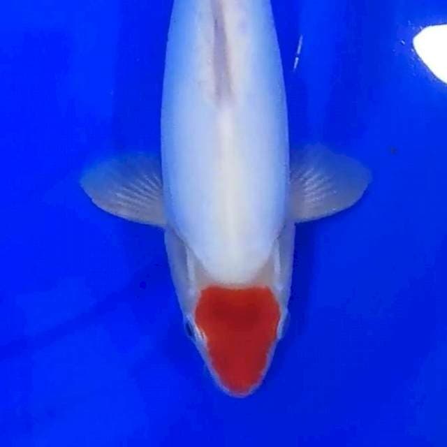 TANCHO DOITSU 34CM SQ...🔴