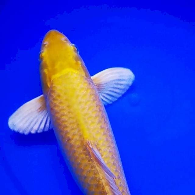 MIDORIGOI 39CM (Kuning Kehijauan)..😍😍😍