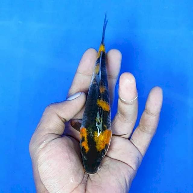 Showa / 16 cm