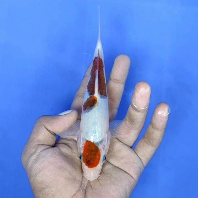 Goromo / 17 cm