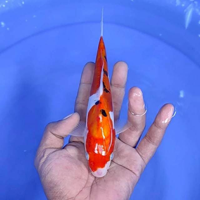 Doitsu / 19 cm