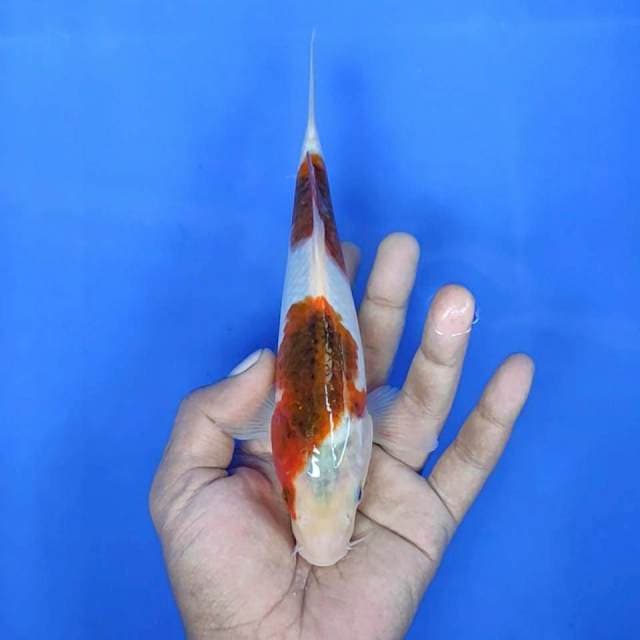 Goromo / 20 cm 