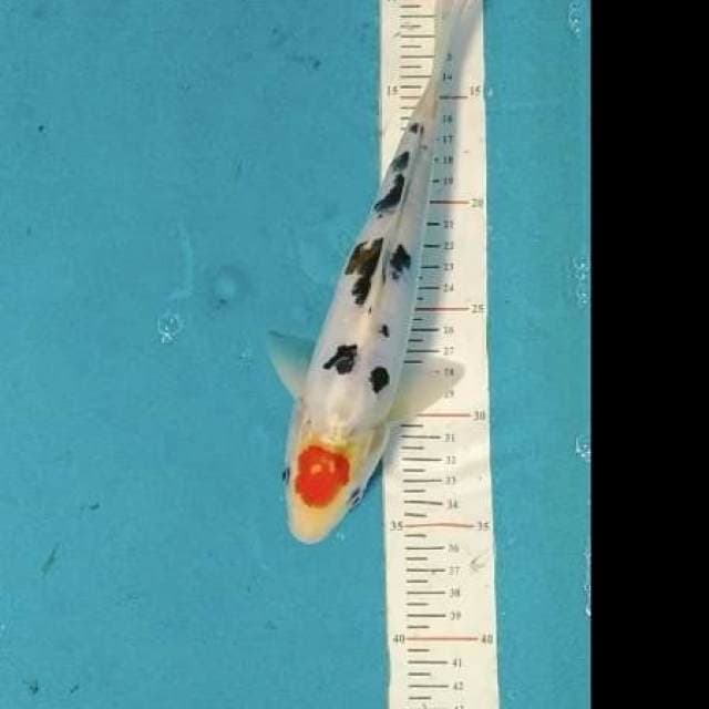 TANCHO SANKE SIZE 26cm๐ฎ๐ฉ๐ฏ๐ต๐ฎ๐ฉ๐ฏ๐ต