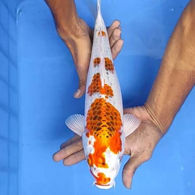 Kojaku 37cm