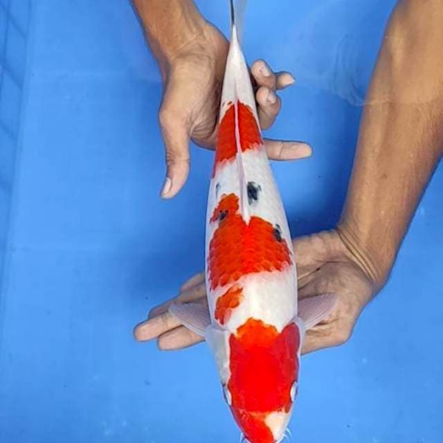 Sanke 37cm
