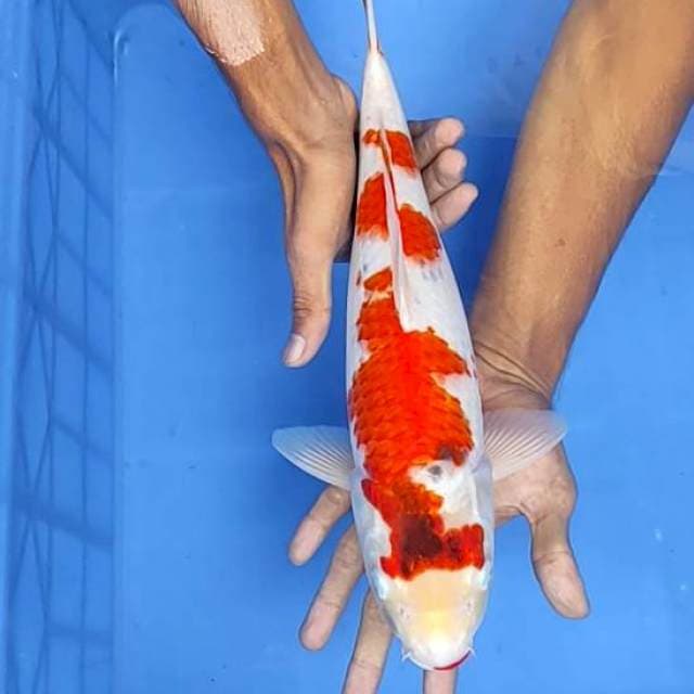 Sanke 37cm