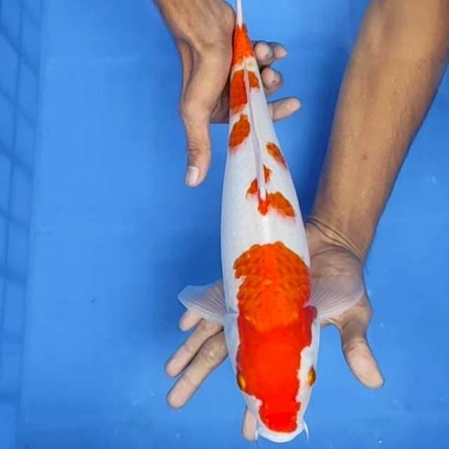 Kohaku 39cm