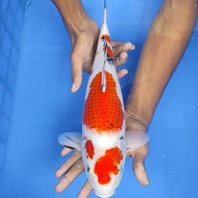 Sanke 39cm