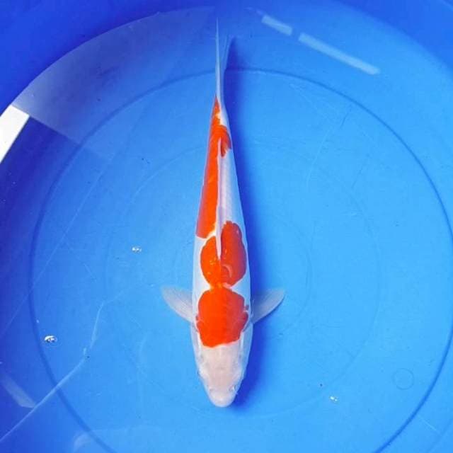 Kohaku Doitsu