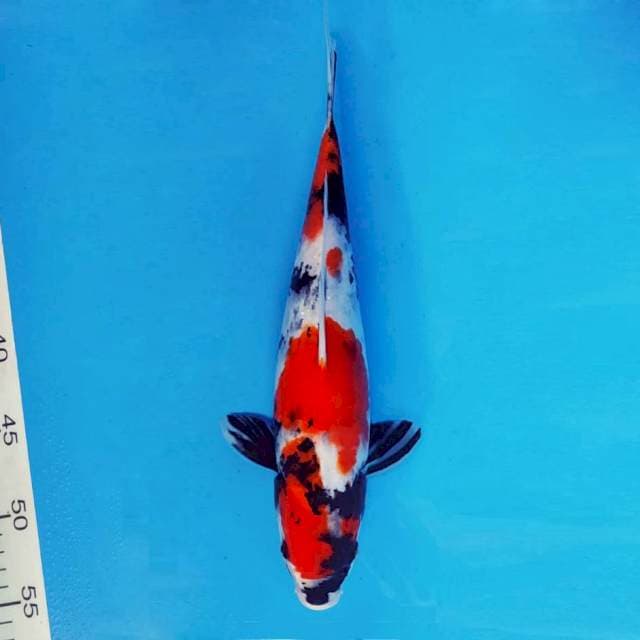 DOJO 4 - SHOWA TATEGOI ®