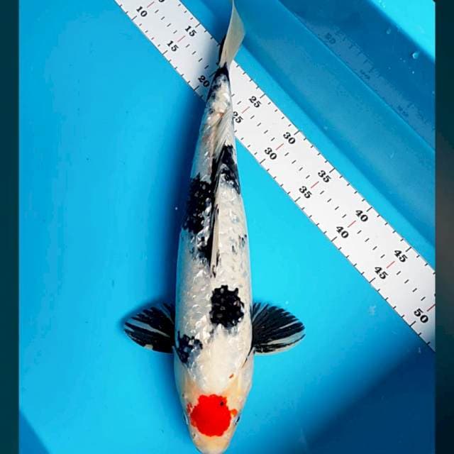 Tancho showa 40cm male