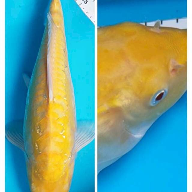 Karashi bulky mata merah 40cm