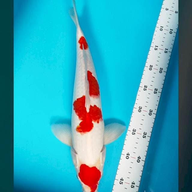 Kohaku strong 39cm male