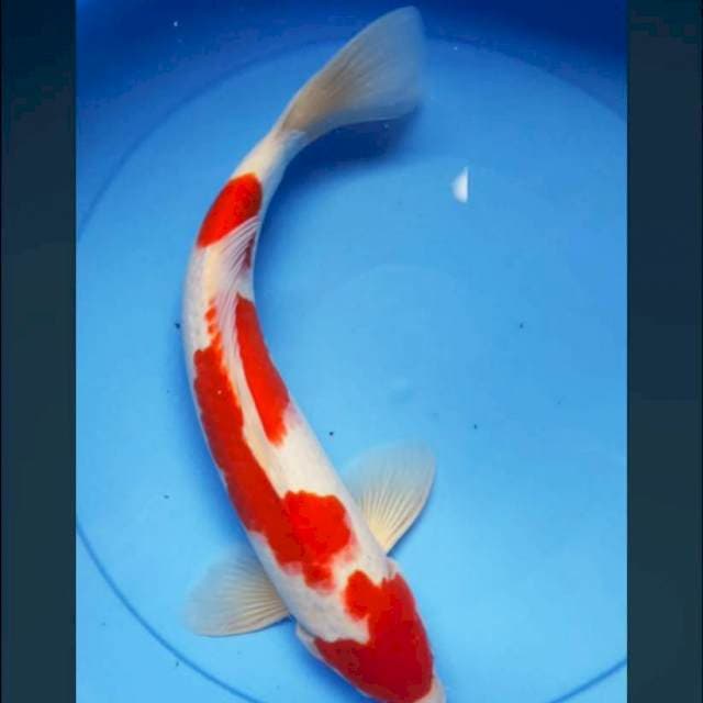 Kohaku strong 36cm male