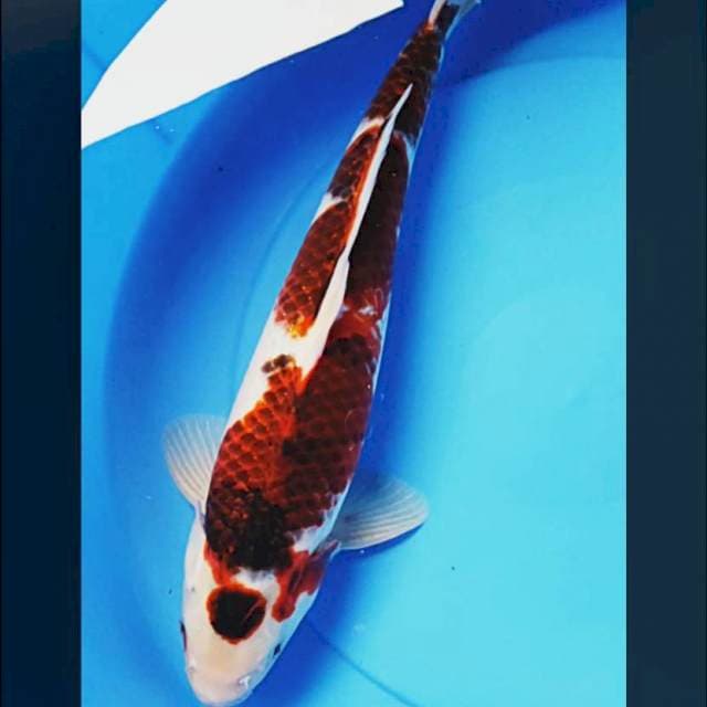 Goromo strong 43cm male
