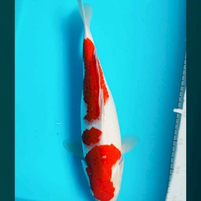 Kohaku bulky 34cm