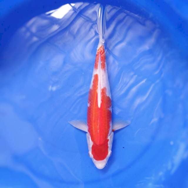 KOHAKU 32CM