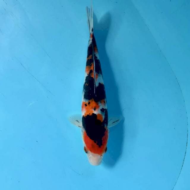 Showa, 25 cm