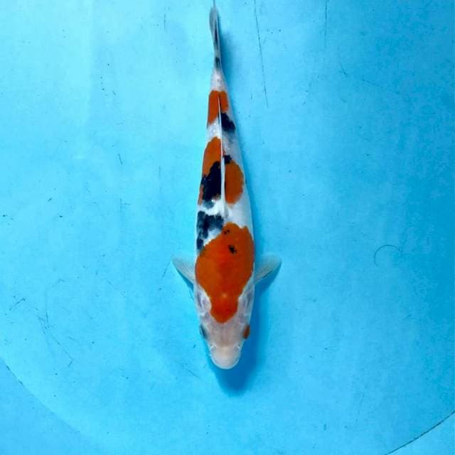 Sanke, 22 cm