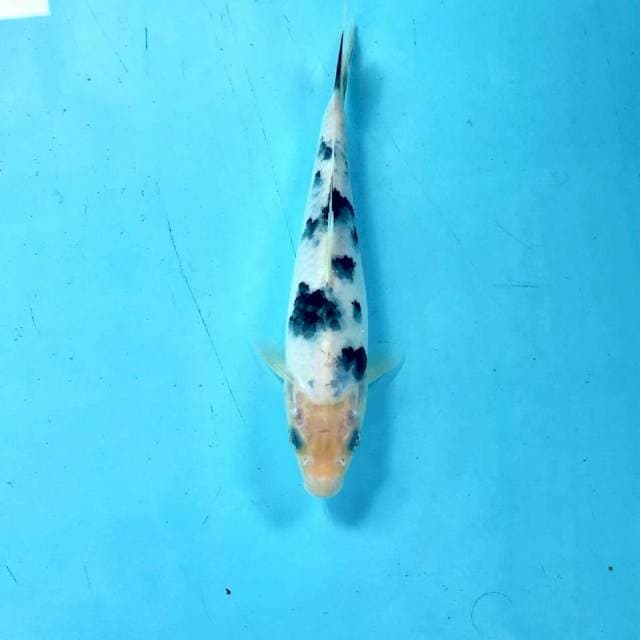Bekko 18 cm