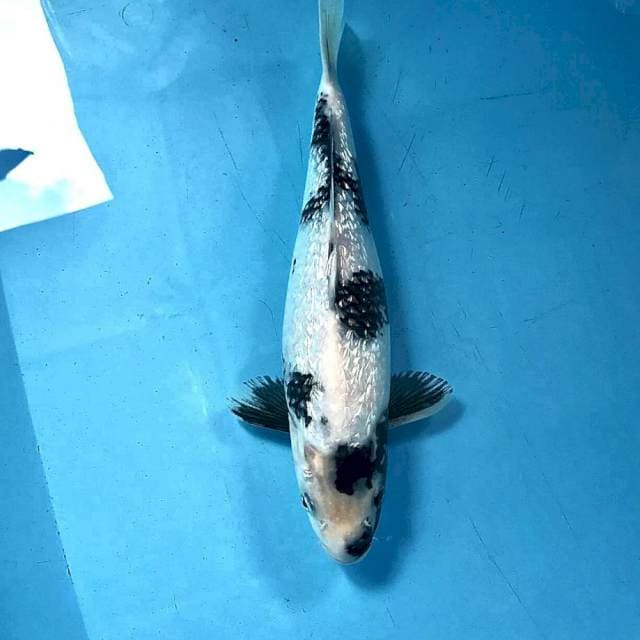 Shiro Ginrin, 30 cm