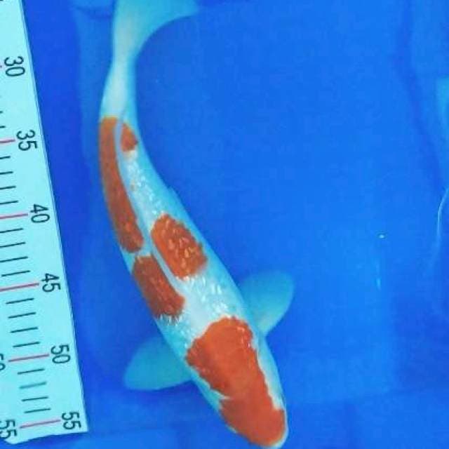 Ai ginrin 36 cm
