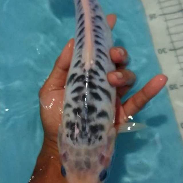 shusui bulki 32 cm